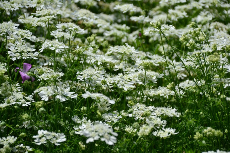 f:id:y3575t3545:20210612111458j:plain