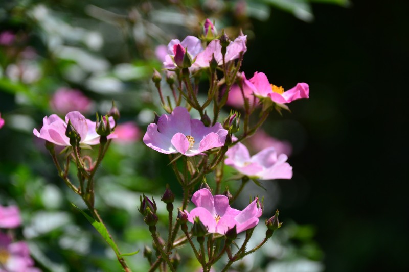 f:id:y3575t3545:20210612112924j:plain