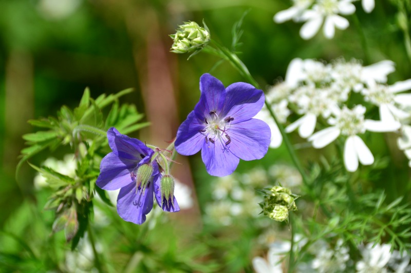 f:id:y3575t3545:20210612112940j:plain