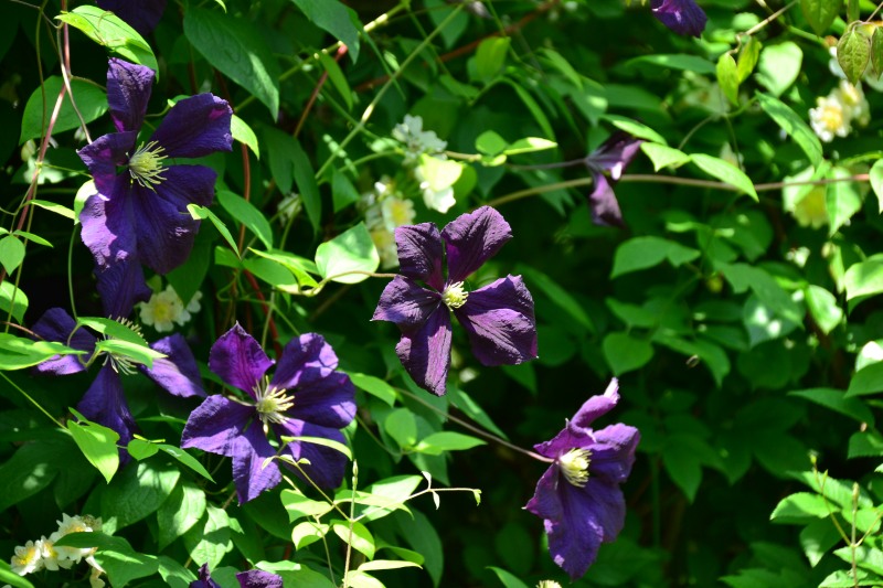 f:id:y3575t3545:20210612113021j:plain