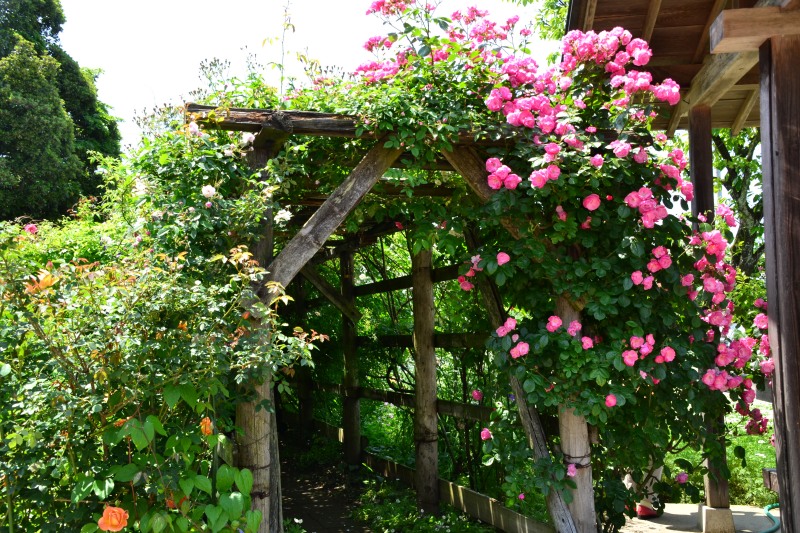 f:id:y3575t3545:20210612113306j:plain