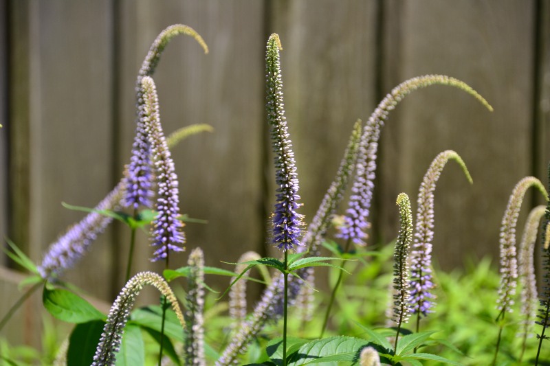 f:id:y3575t3545:20210612114628j:plain