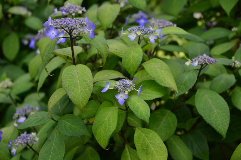 f:id:y3575t3545:20210612114638j:plain