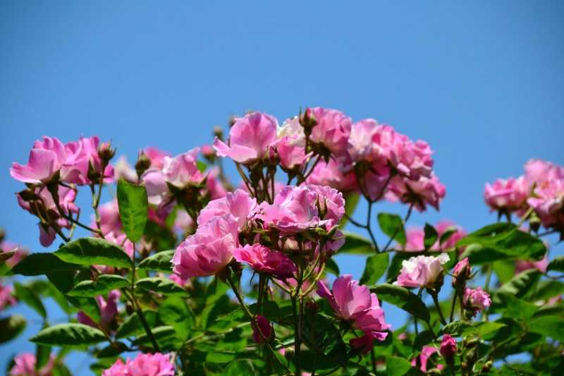 f:id:y3575t3545:20210612114859j:plain