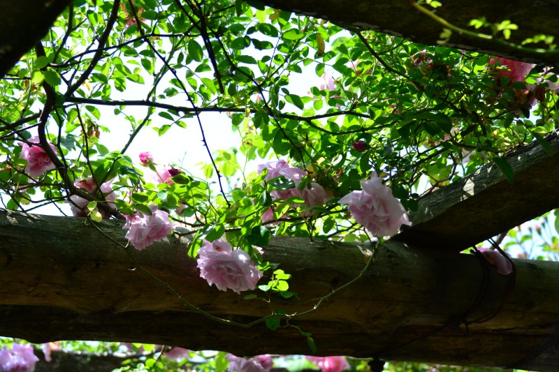 f:id:y3575t3545:20210612115553j:plain