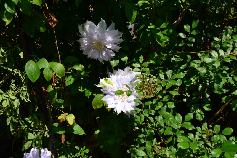 f:id:y3575t3545:20210612115932j:plain