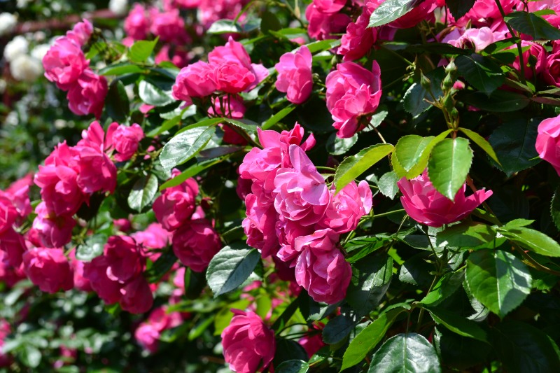 f:id:y3575t3545:20210612120028j:plain