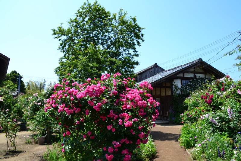 f:id:y3575t3545:20210612120207j:plain