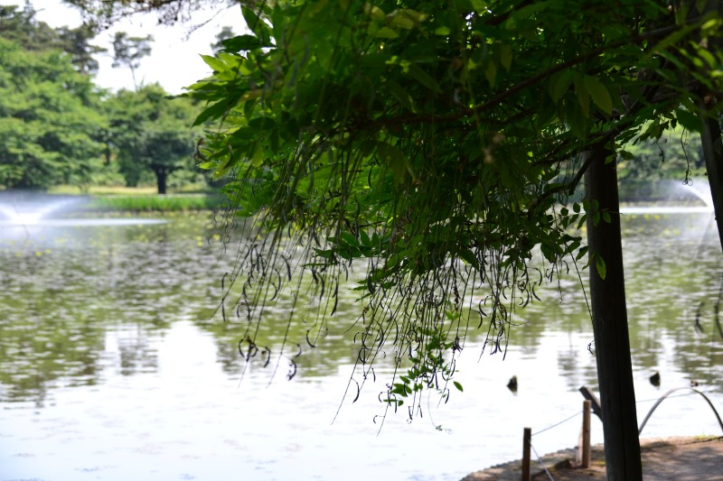 f:id:y3575t3545:20210616211708j:plain