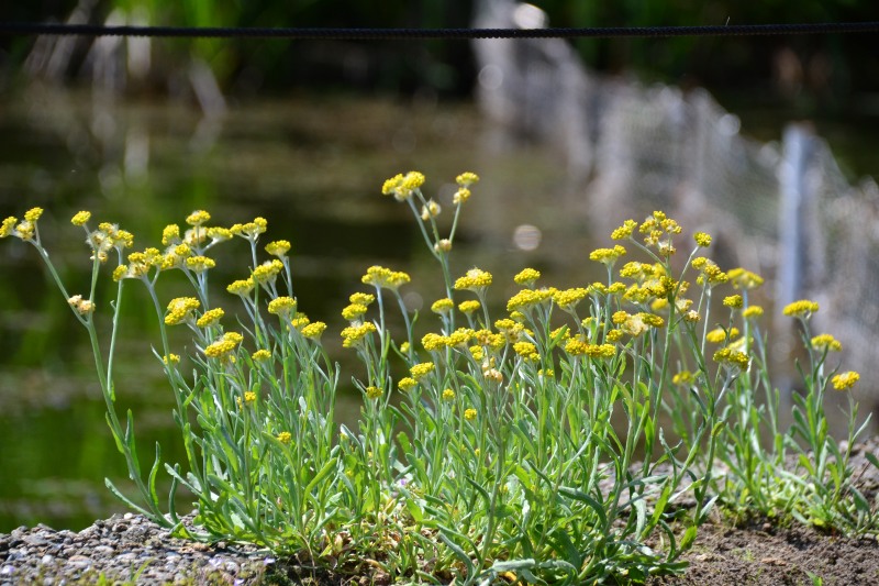 f:id:y3575t3545:20210616213021j:plain