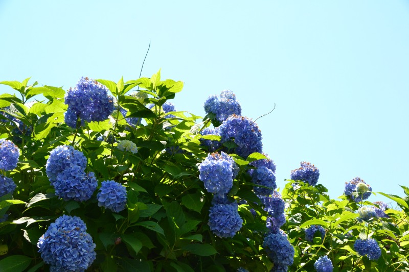 f:id:y3575t3545:20210802111629j:plain