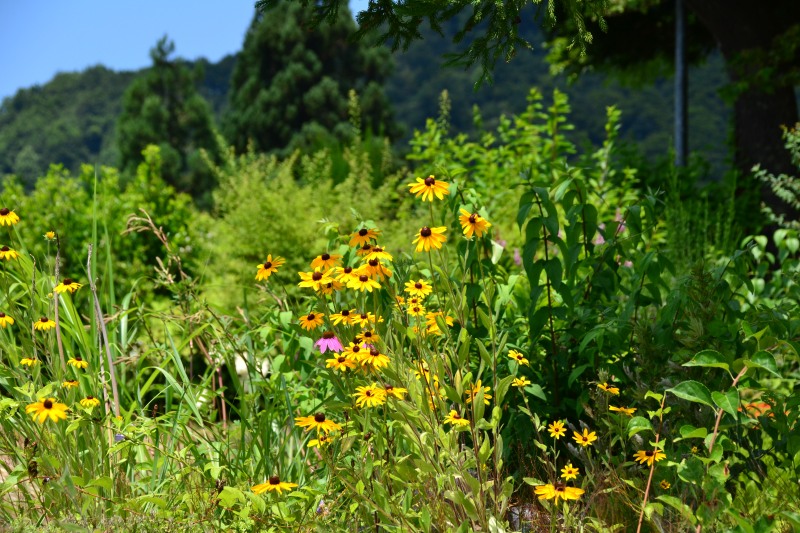 f:id:y3575t3545:20210808213509j:plain