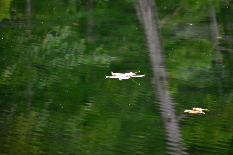 f:id:y3575t3545:20210827131439j:plain