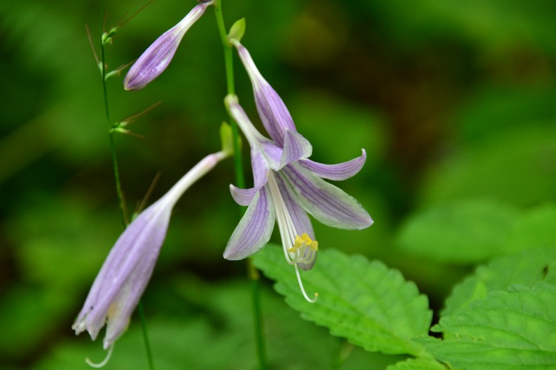 f:id:y3575t3545:20210827134251j:plain