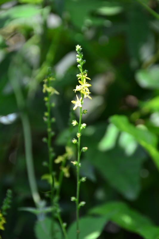 f:id:y3575t3545:20210914211105j:plain