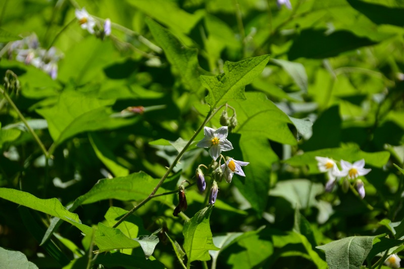 f:id:y3575t3545:20210914211545j:plain