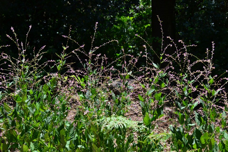 f:id:y3575t3545:20210914215734j:plain