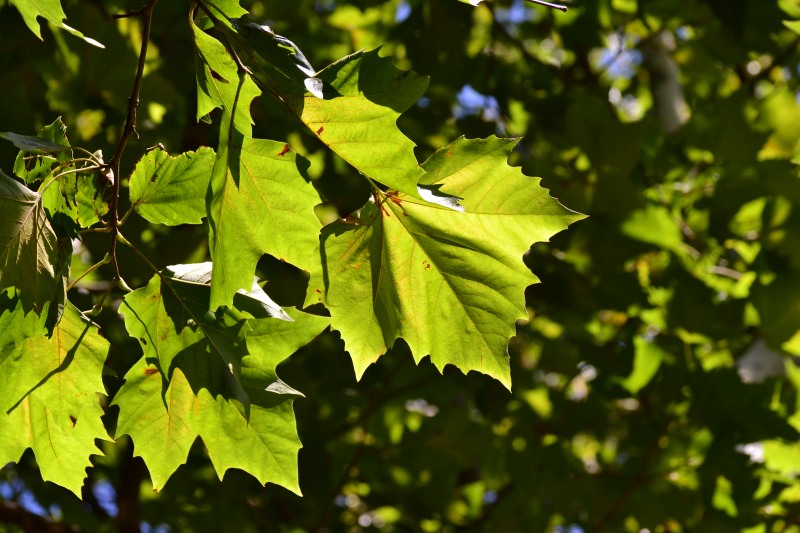 f:id:y3575t3545:20210914220539j:plain