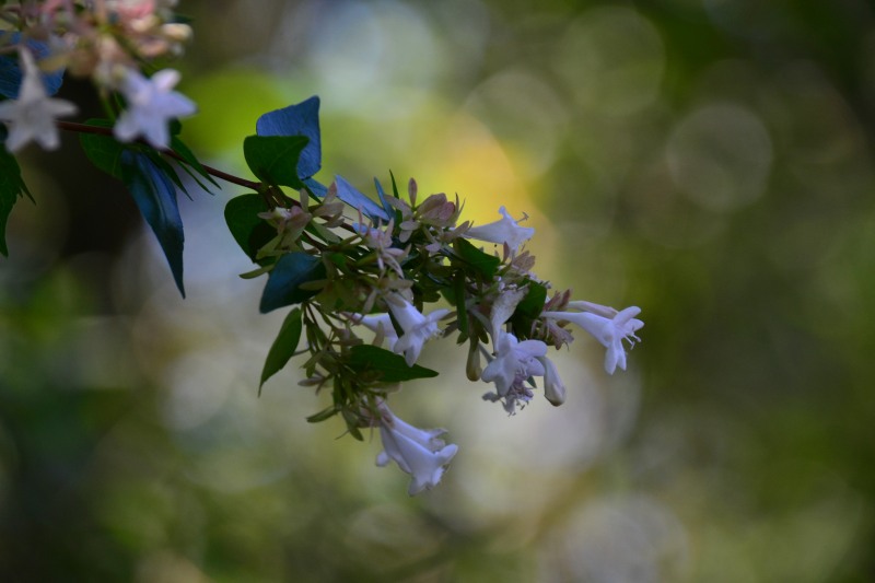 f:id:y3575t3545:20210914221619j:plain