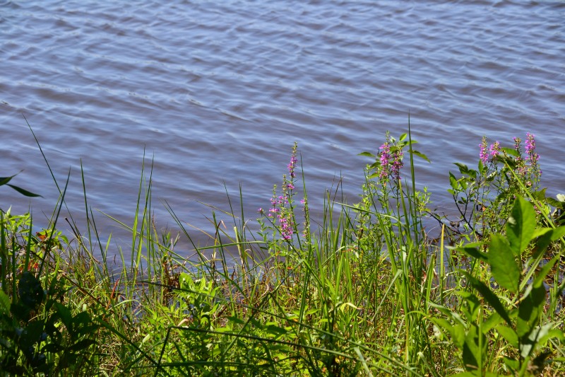 f:id:y3575t3545:20210915182602j:plain