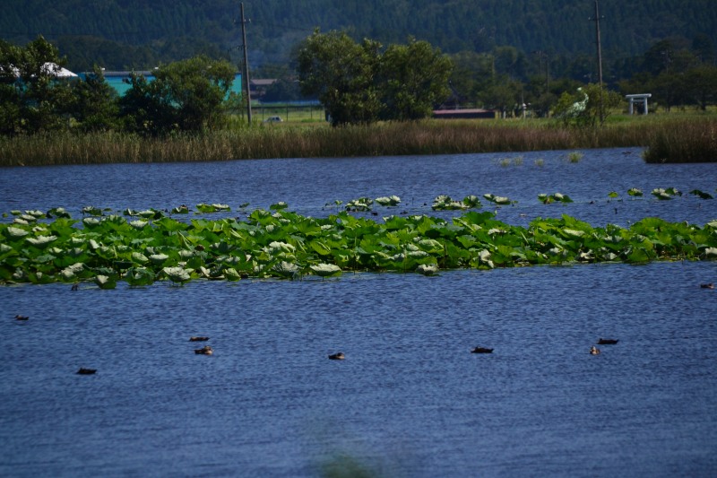 f:id:y3575t3545:20210915185421j:plain