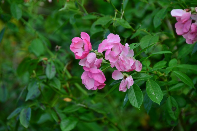 f:id:y3575t3545:20210923123955j:plain