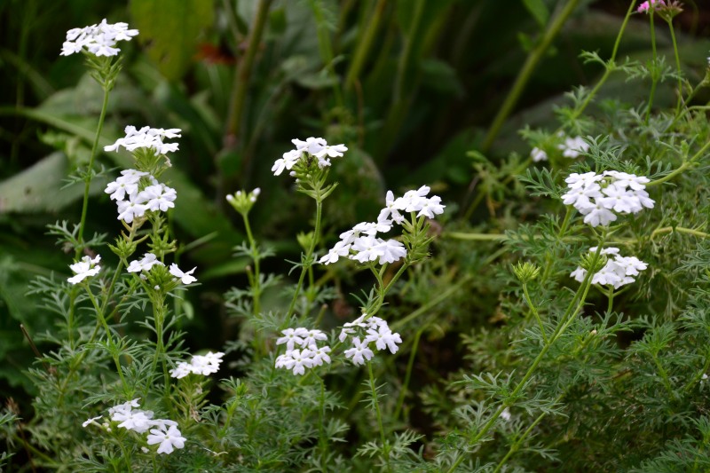 f:id:y3575t3545:20210923124002j:plain