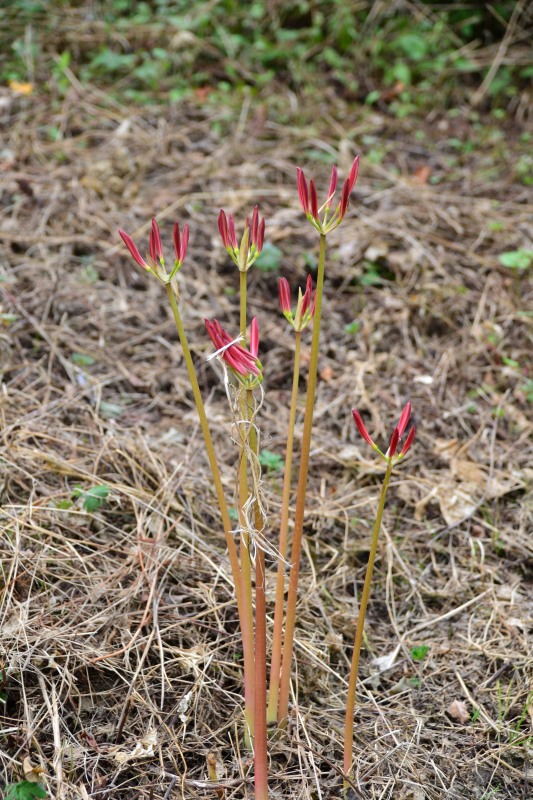 f:id:y3575t3545:20210923124239j:plain