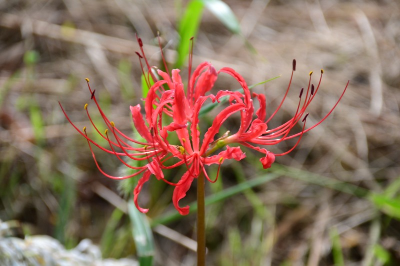 f:id:y3575t3545:20210923124242j:plain