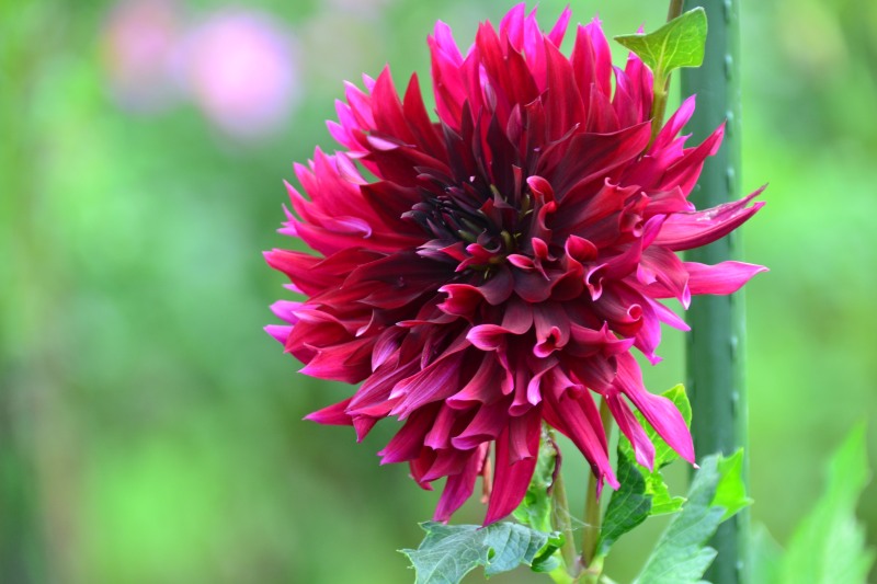 f:id:y3575t3545:20210923124936j:plain