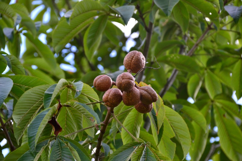 f:id:y3575t3545:20210923163354j:plain