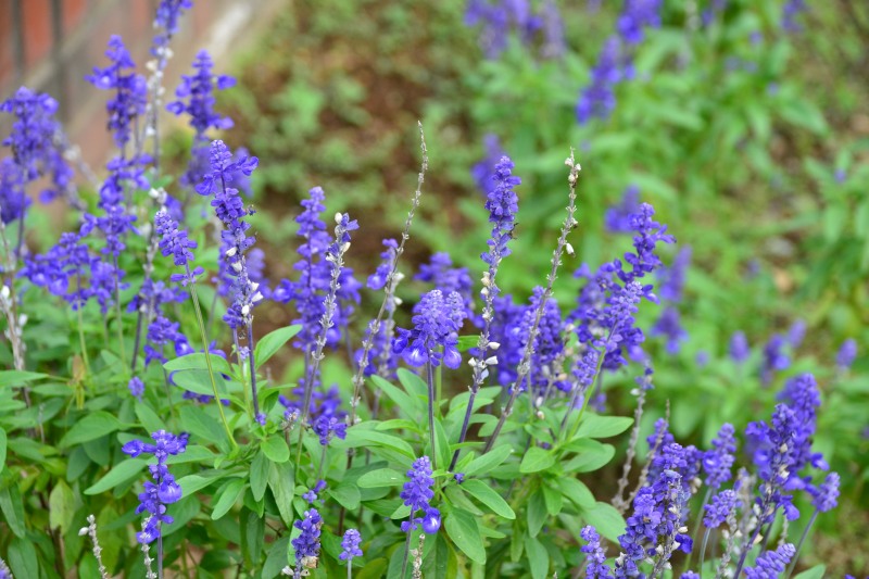 f:id:y3575t3545:20210923163635j:plain