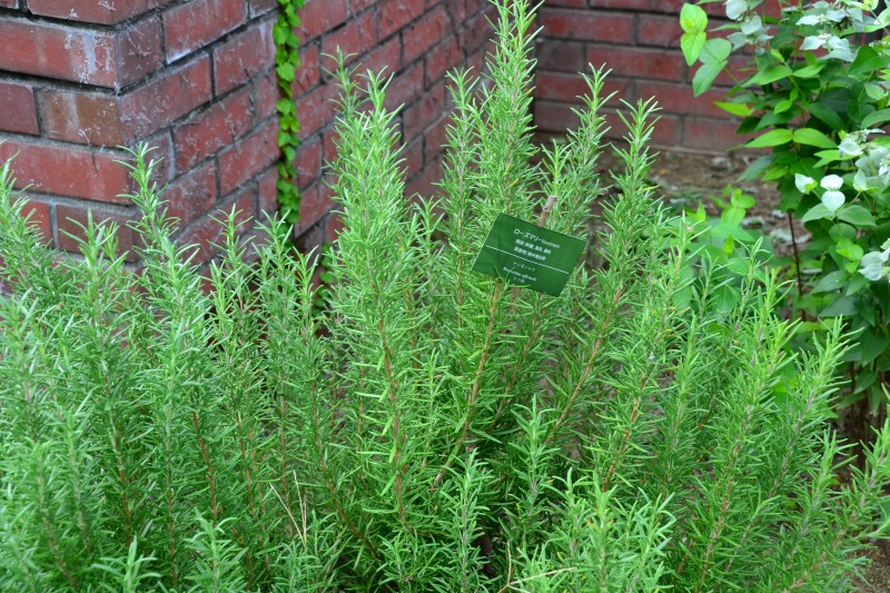 f:id:y3575t3545:20210923163902j:plain