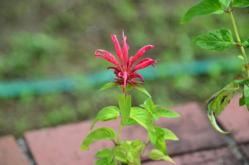 f:id:y3575t3545:20210923164054j:plain