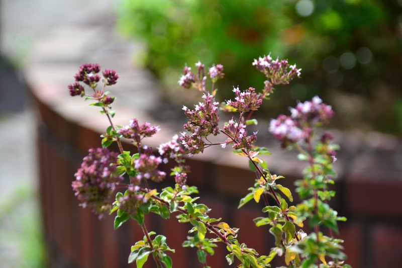 f:id:y3575t3545:20210923164159j:plain