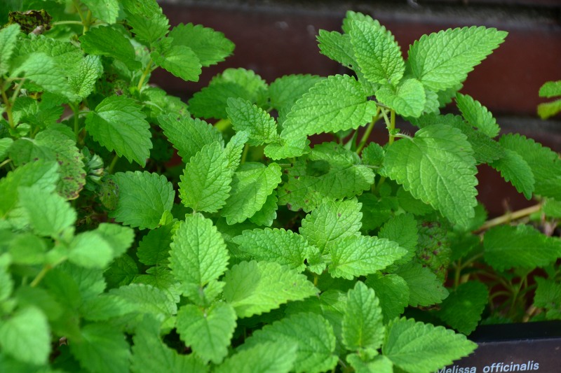 f:id:y3575t3545:20210923164327j:plain