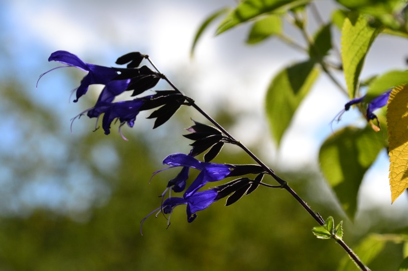 f:id:y3575t3545:20210923164455j:plain