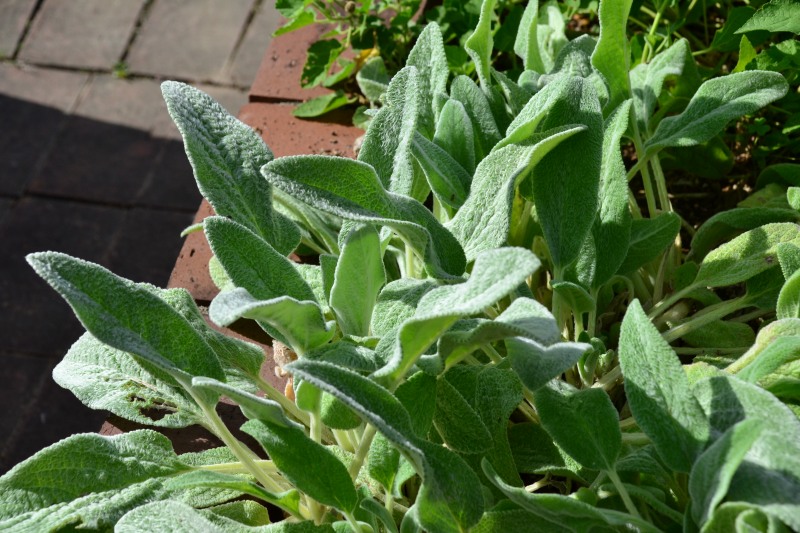 f:id:y3575t3545:20210923164603j:plain