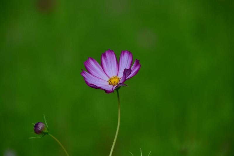 f:id:y3575t3545:20211007214558j:plain