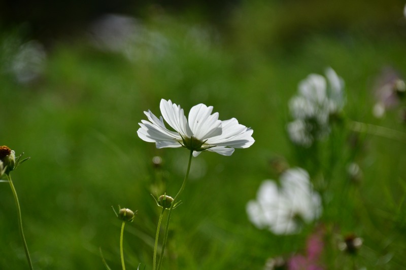 f:id:y3575t3545:20211007214606j:plain