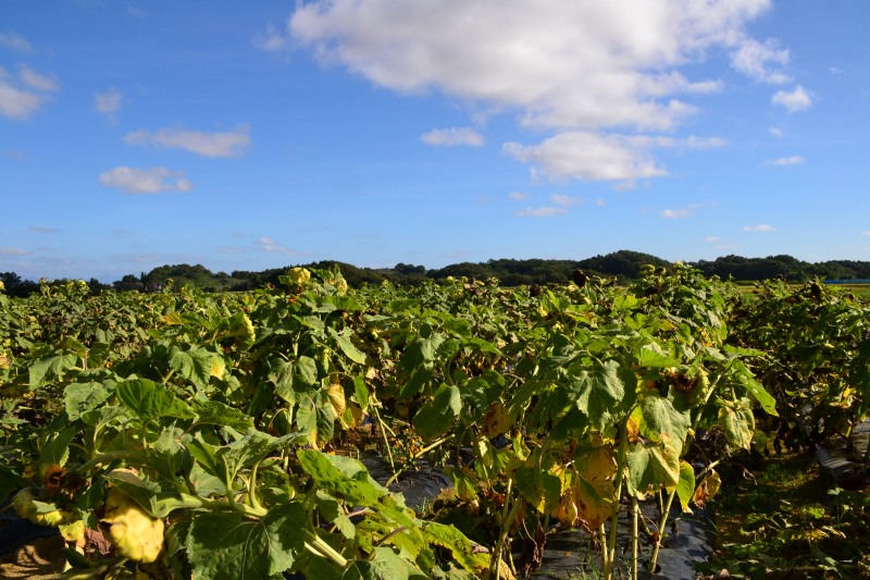 f:id:y3575t3545:20211007220012j:plain