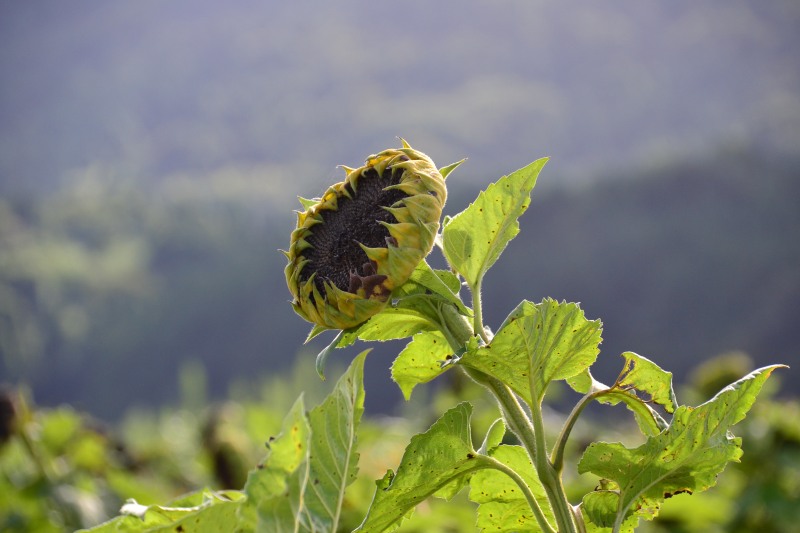 f:id:y3575t3545:20211007220015j:plain