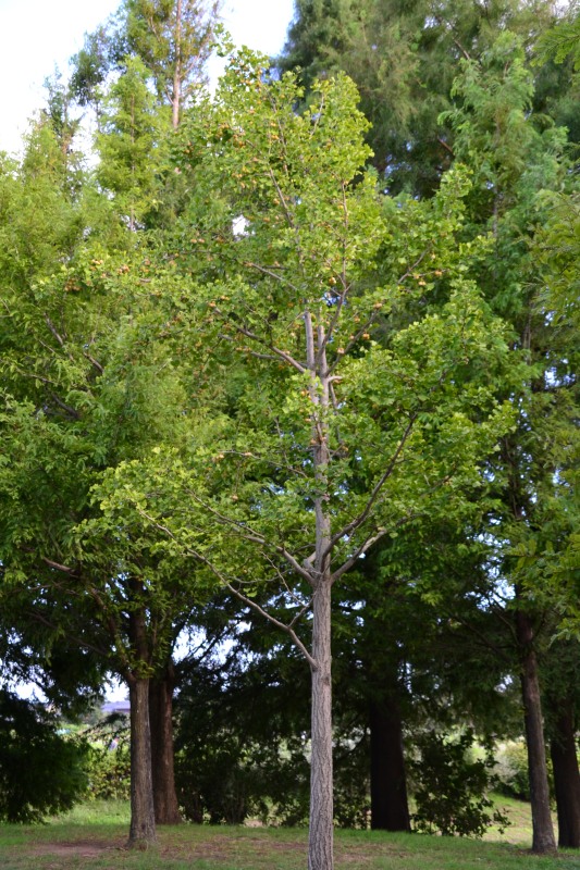 f:id:y3575t3545:20211007222037j:plain