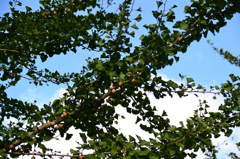 f:id:y3575t3545:20211007222059j:plain