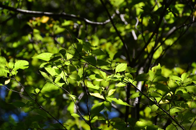 f:id:y3575t3545:20211021112405j:plain