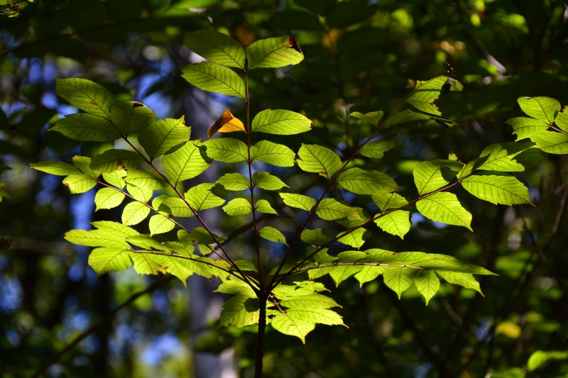 f:id:y3575t3545:20211021112410j:plain