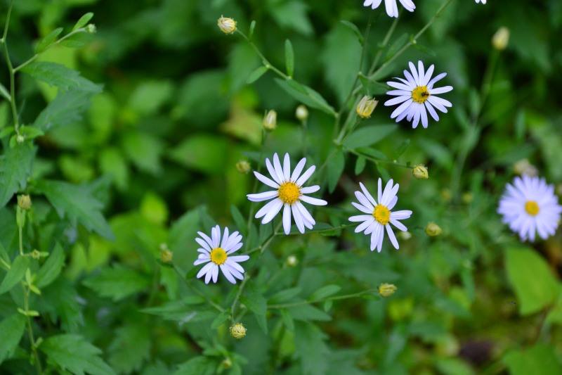 f:id:y3575t3545:20211021113022j:plain