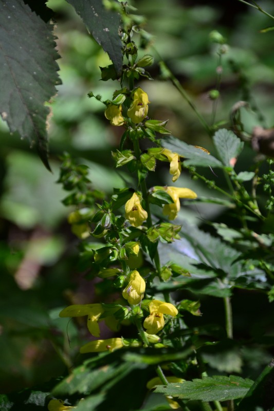 f:id:y3575t3545:20211021113121j:plain