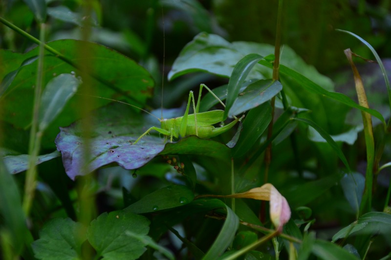 f:id:y3575t3545:20211021113432j:plain