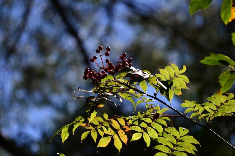 f:id:y3575t3545:20211021114956j:plain